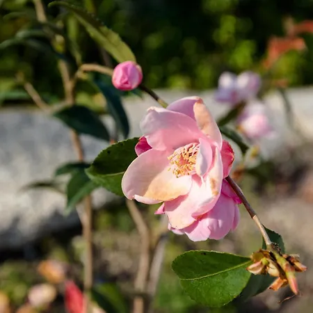 Дом отдыха Casa Ponte Da Vessada Селорику-ди-Башту