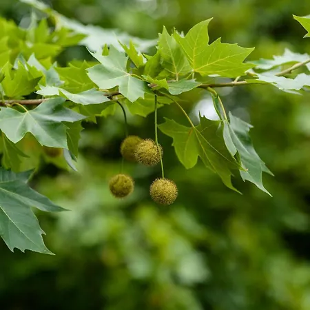 Casa Ponte Da Vessada * Селорику-ди-Башту