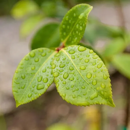 Casa Ponte Da Vessada * Селорику-ди-Башту