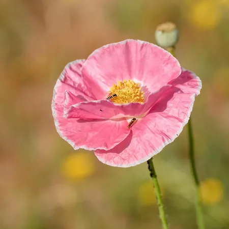 Дом отдыха Casa Ponte Da Vessada Селорику-ди-Башту