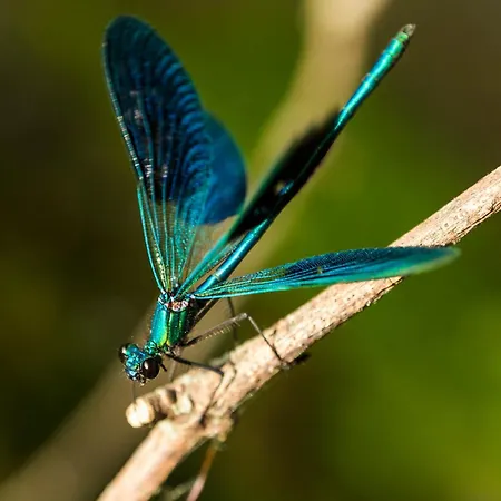 Дом отдыха Casa Ponte Da Vessada