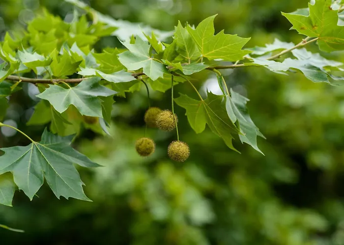 Casa Ponte Da Vessada * Celorico De Basto