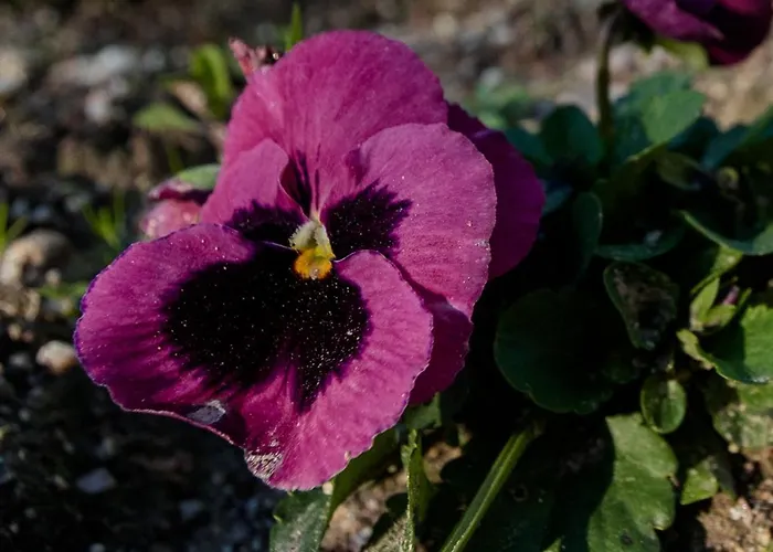 Casa Ponte Da Vessada *