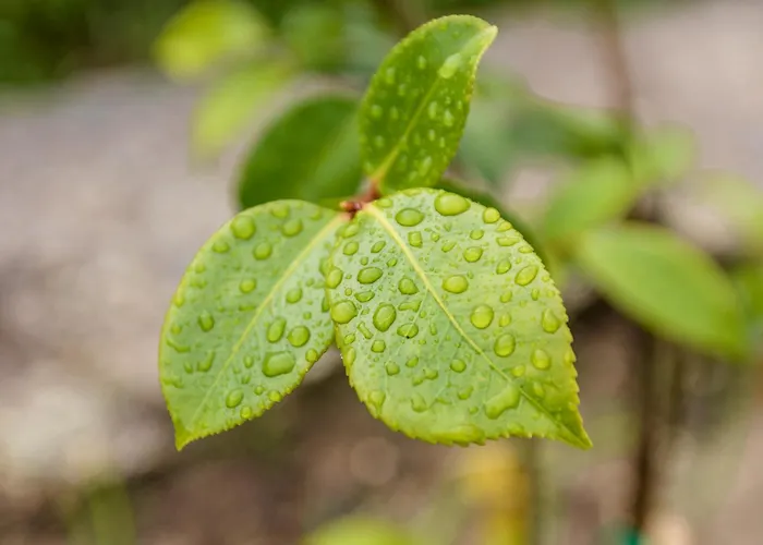 Casa Ponte Da Vessada * Celorico De Basto