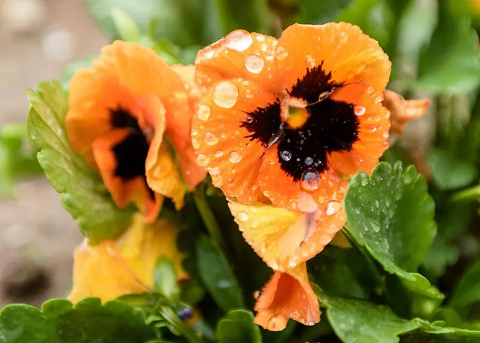 Casa Ponte Da Vessada Ferienhaus