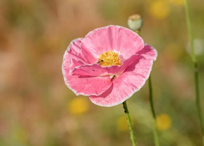 Dom wakacyjny Casa Ponte Da Vessada Celorico De Basto
