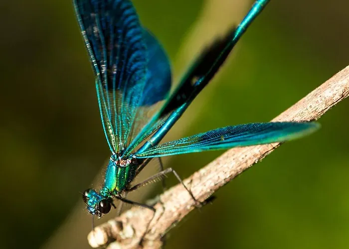 Ferienhaus Casa Ponte Da Vessada